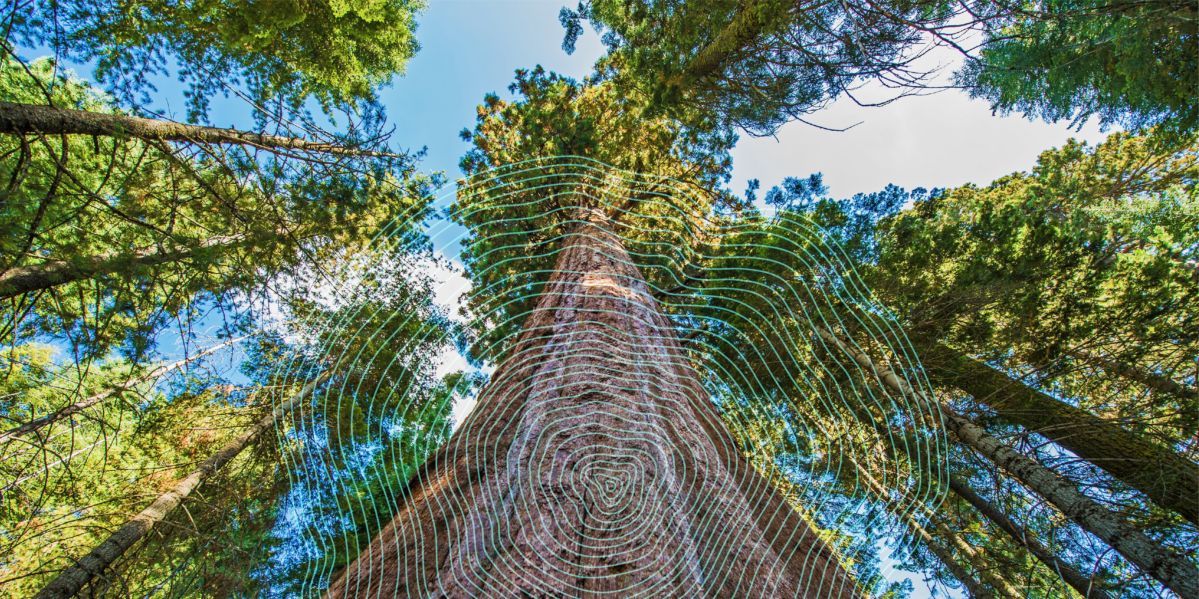 redwoods photo with rings overlaid