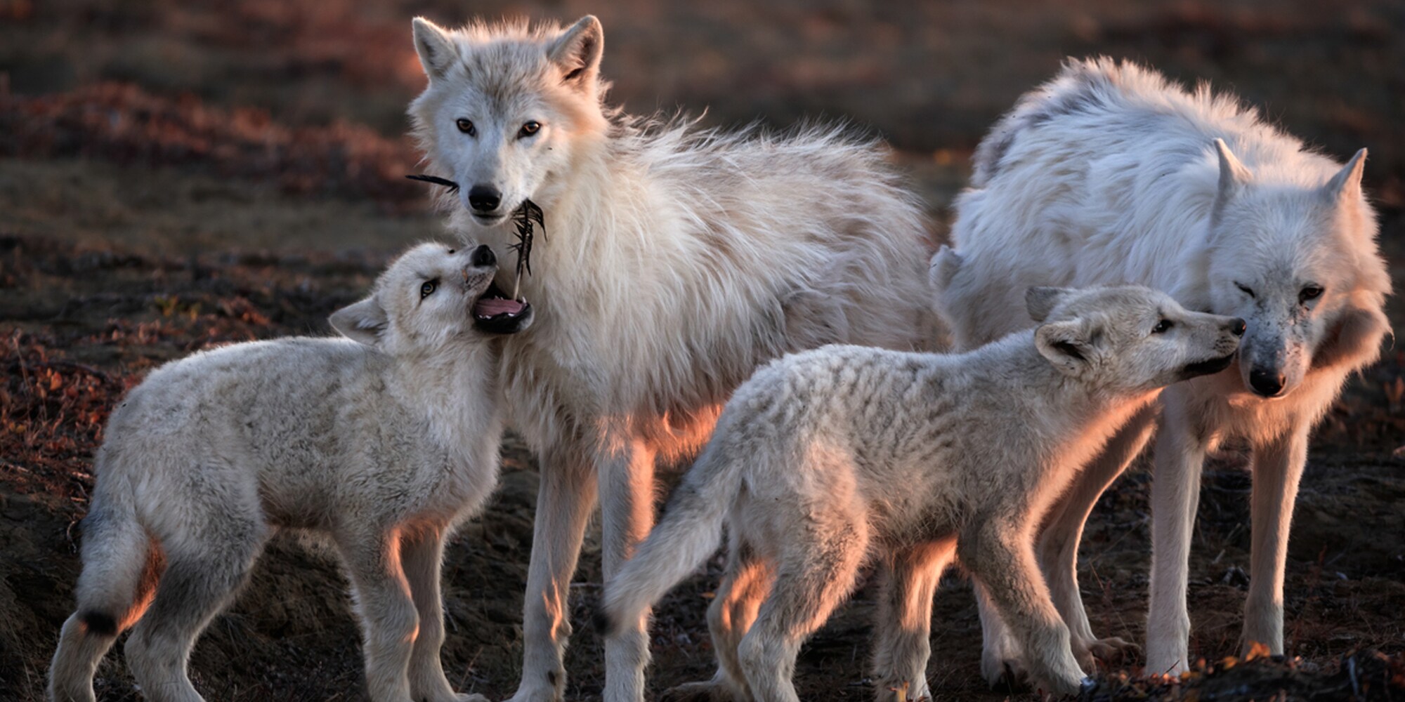 arctic wolves, Ronan Donovan photo