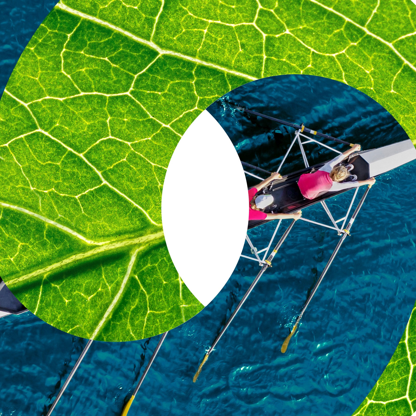 sustainability leaf and rowers